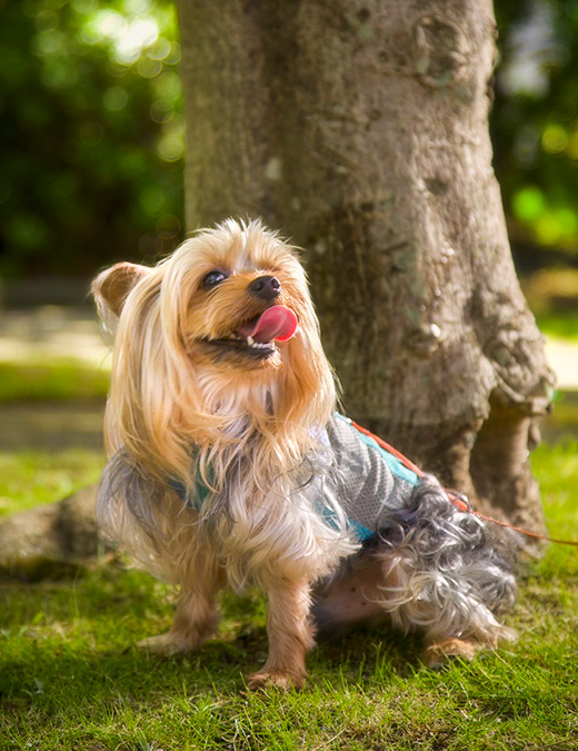 Photo Gallery フォトギャラリー