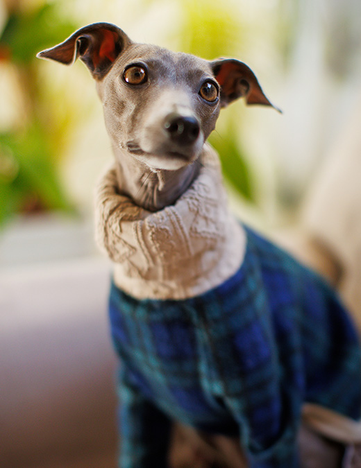 Photo Gallery フォトギャラリー