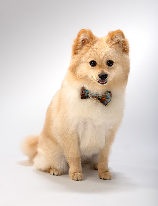 Photo Gallery フォトギャラリー